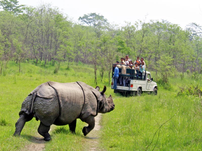 666b4a27992421929836a178 One horn rhino